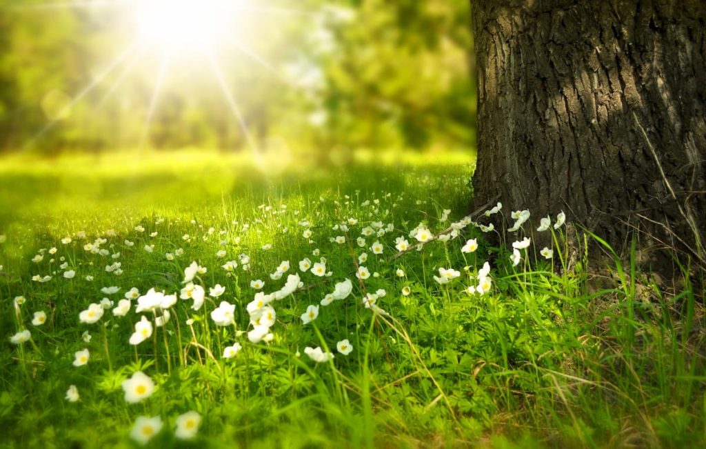 A landscape portrait of a lush green meadow with small white flowers dotting the green grassy area. A tree’s trunk is visible to the right. The sun is shining bright in the upper left.