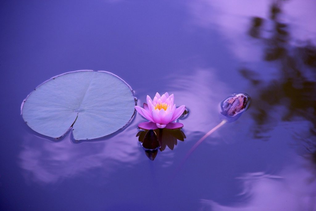 A lotus and a lily pad in water