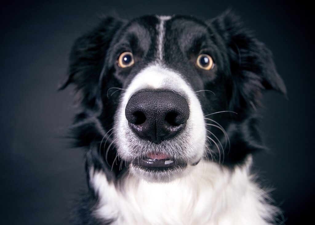 A black and white dog on a dark grey background with the photograph shot from the level of the dog's nose.