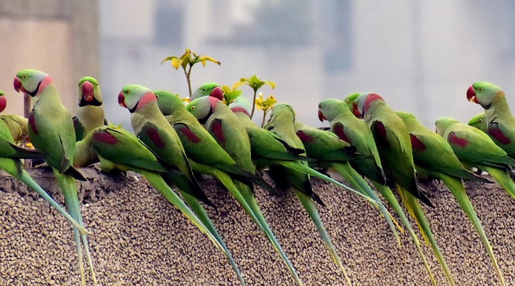 A bunch of green and pink parrots sitting on a rock wall in a row.