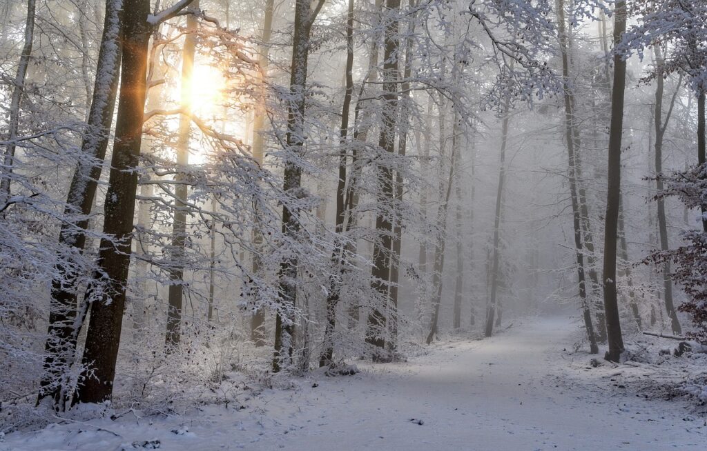 A brightly lit forest trail with snow covering the trees and ground.