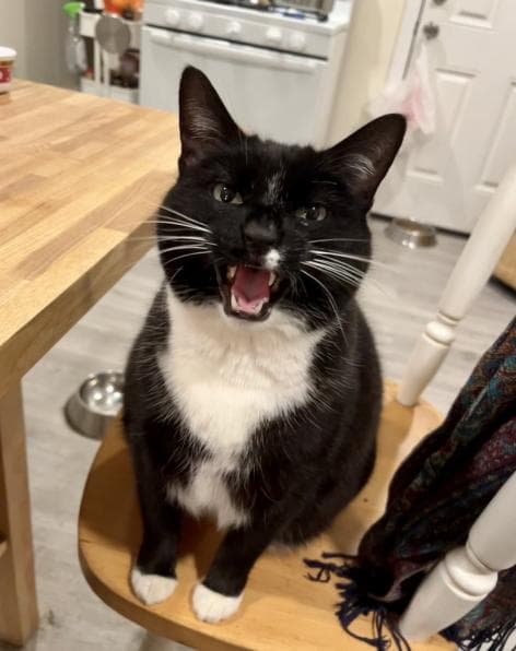 A black and white tuxedo cat sitting on a chair, mouth open, mid meow.