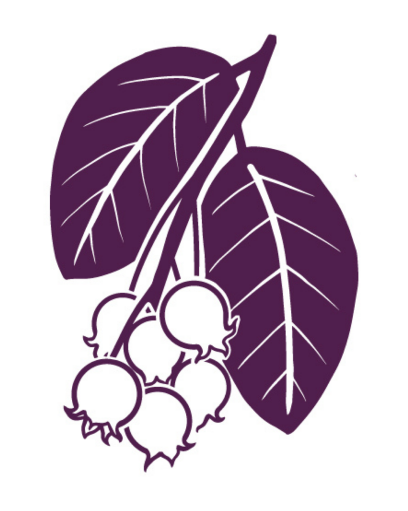 Hand-drawn service berries for Serviceberry Farm Logo.